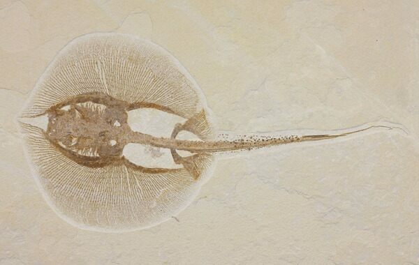 A rare fossil stingray (Heliobatis), one of the most desirable fossils at the site.  But they are considered rare for a reason.